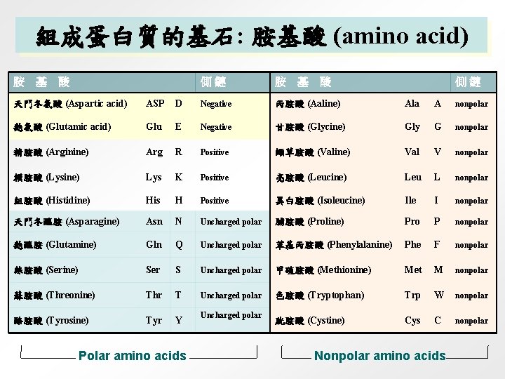 組成蛋白質的基石: 胺基酸 (amino acid) 胺 基 酸 側鏈 天門冬氨酸 (Aspartic acid) ASP D Negative