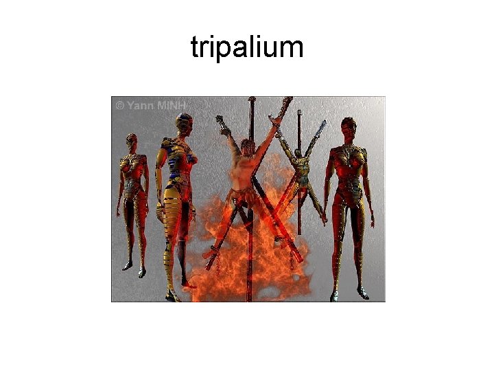 tripalium 