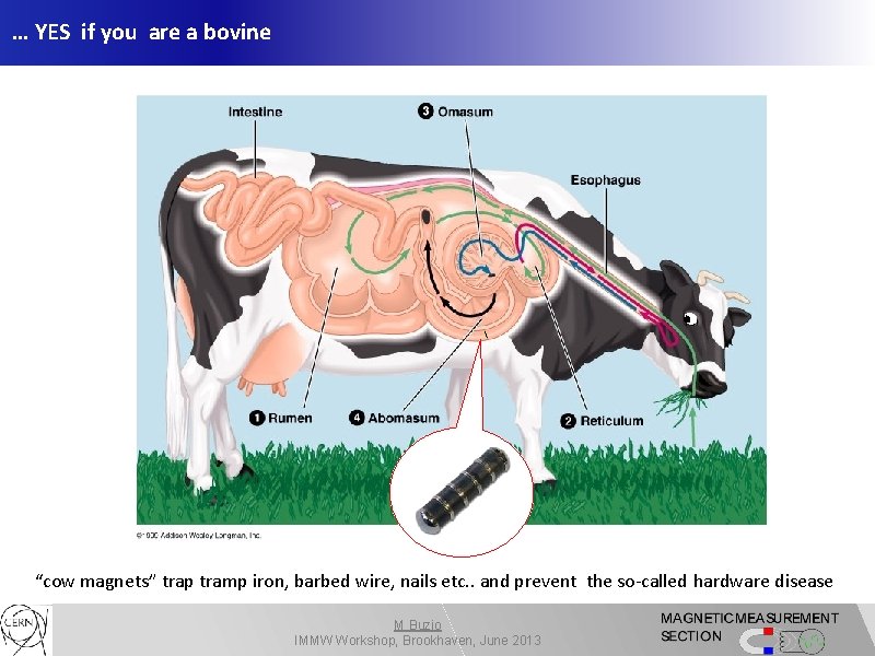 … YES if you are a bovine “cow magnets” trap tramp iron, barbed wire,