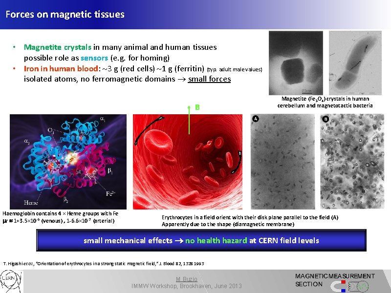 Forces on magnetic tissues • Magnetite crystals in many animal and human tissues possible