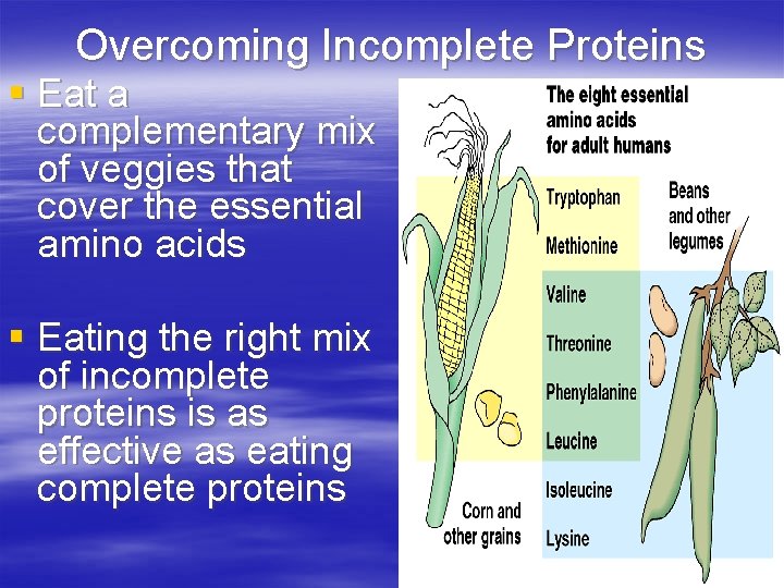 Overcoming Incomplete Proteins § Eat a complementary mix of veggies that cover the essential