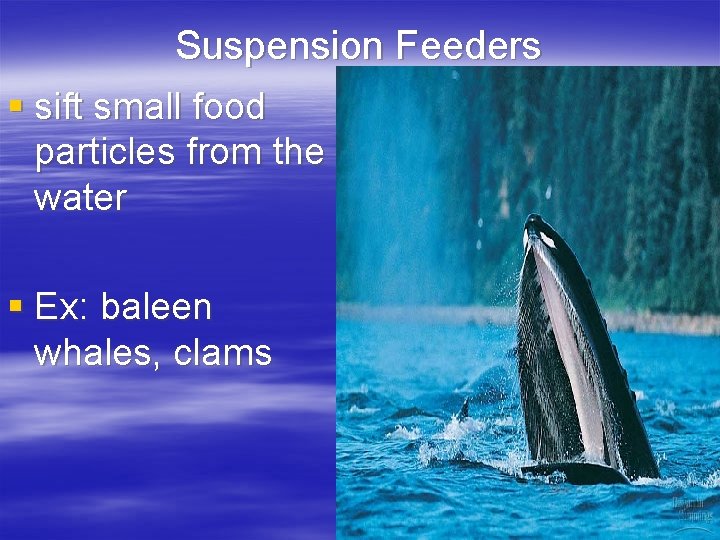 Suspension Feeders § sift small food particles from the water § Ex: baleen whales,