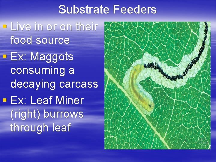 Substrate Feeders § Live in or on their food source § Ex: Maggots consuming