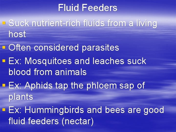 Fluid Feeders § Suck nutrient-rich fluids from a living host § Often considered parasites