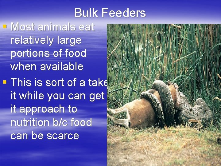 Bulk Feeders § Most animals eat relatively large portions of food when available §