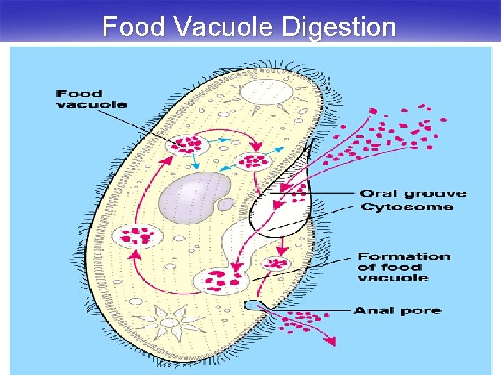 Food Vacuole Digestion 