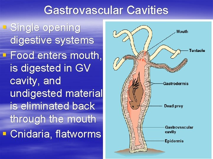 Gastrovascular Cavities § Single opening digestive systems § Food enters mouth, is digested in