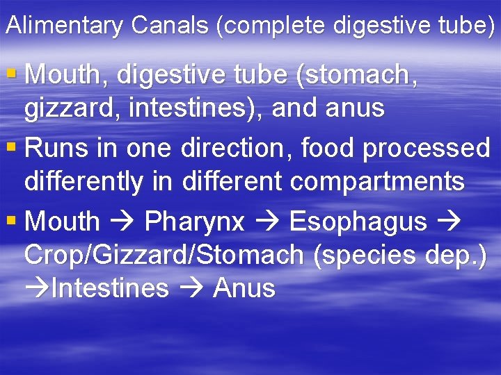 Alimentary Canals (complete digestive tube) § Mouth, digestive tube (stomach, gizzard, intestines), and anus