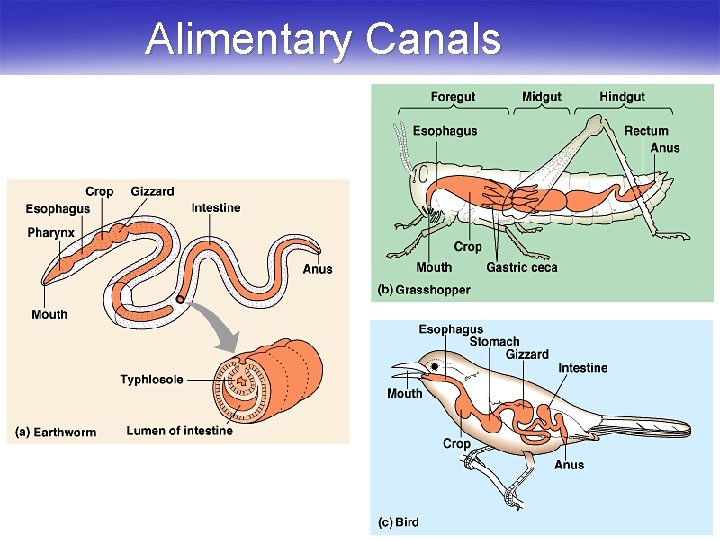 Alimentary Canals 