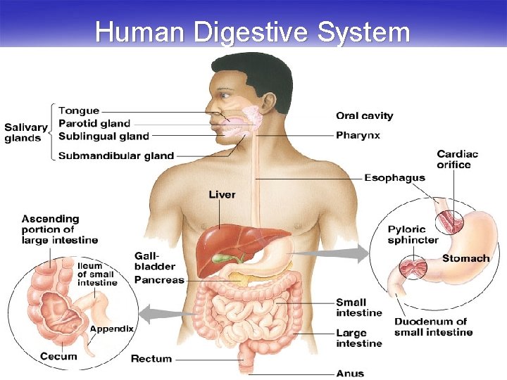 Human Digestive System 