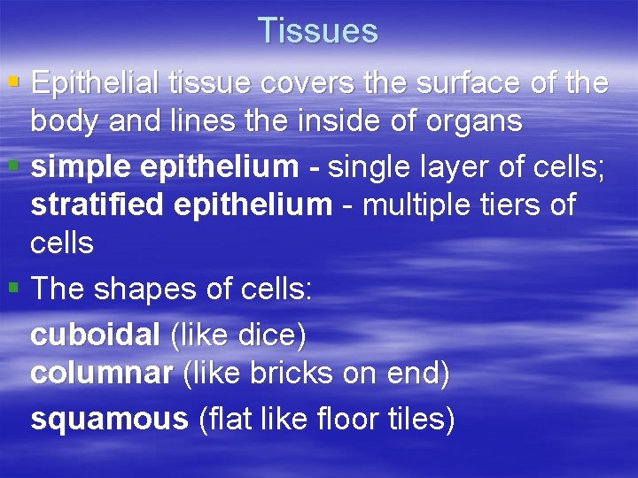 Tissues § Epithelial tissue covers the surface of the body and lines the inside