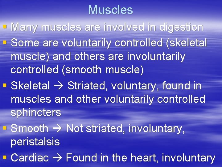Muscles § Many muscles are involved in digestion § Some are voluntarily controlled (skeletal