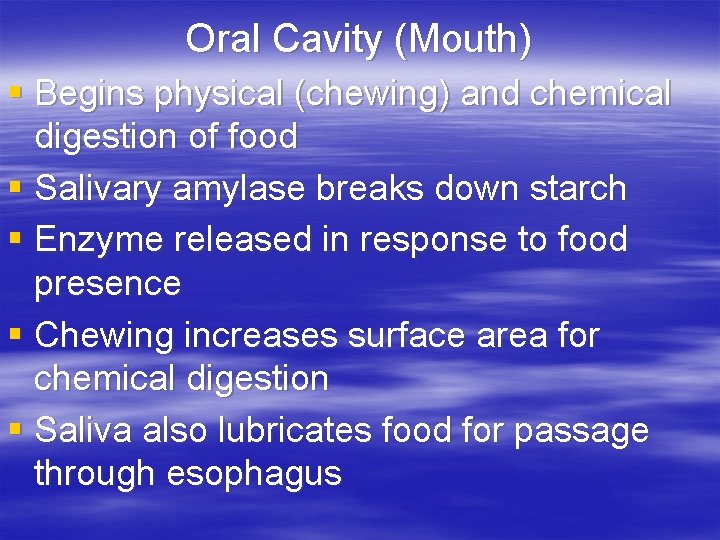 Oral Cavity (Mouth) § Begins physical (chewing) and chemical digestion of food § Salivary