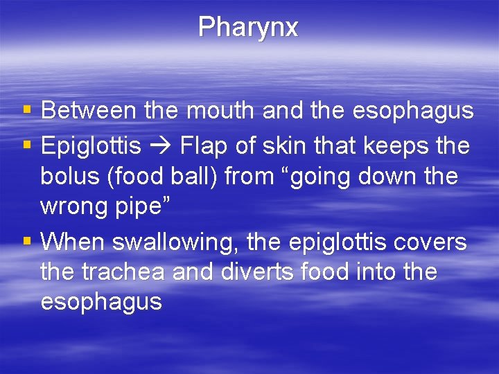 Pharynx § Between the mouth and the esophagus § Epiglottis Flap of skin that