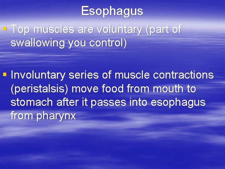 Esophagus § Top muscles are voluntary (part of swallowing you control) § Involuntary series