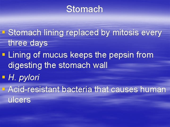Stomach § Stomach lining replaced by mitosis every three days § Lining of mucus