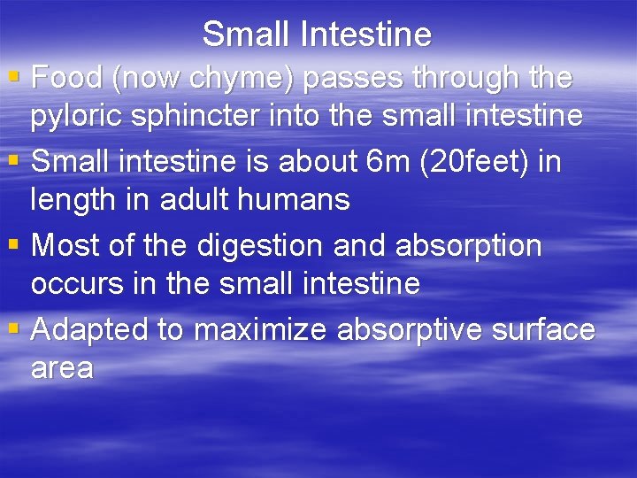 Small Intestine § Food (now chyme) passes through the pyloric sphincter into the small