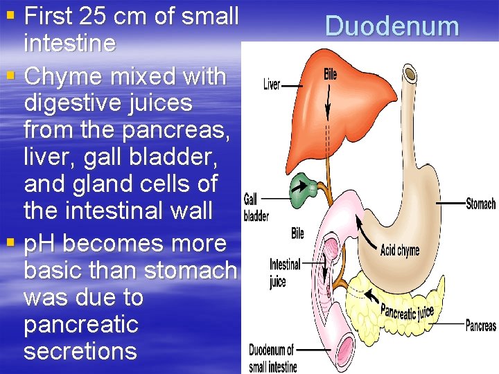 § First 25 cm of small intestine § Chyme mixed with digestive juices from