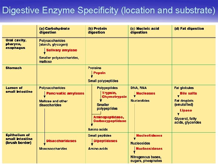 Digestive Enzyme Specificity (location and substrate) 
