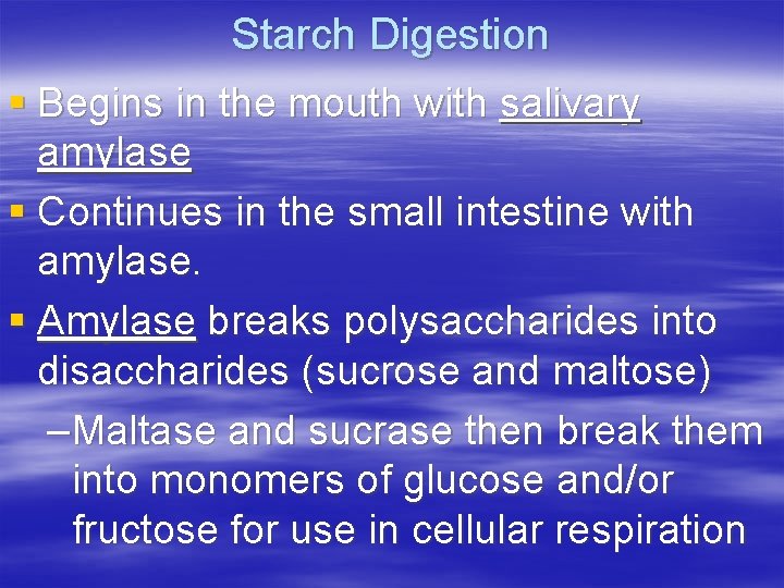 Starch Digestion § Begins in the mouth with salivary amylase § Continues in the