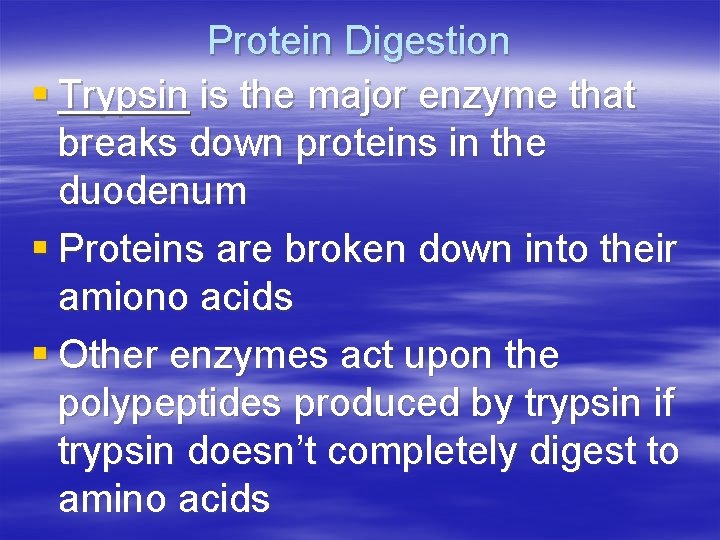 Protein Digestion § Trypsin is the major enzyme that breaks down proteins in the