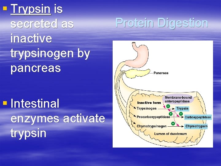 § Trypsin is secreted as inactive trypsinogen by pancreas § Intestinal enzymes activate trypsin