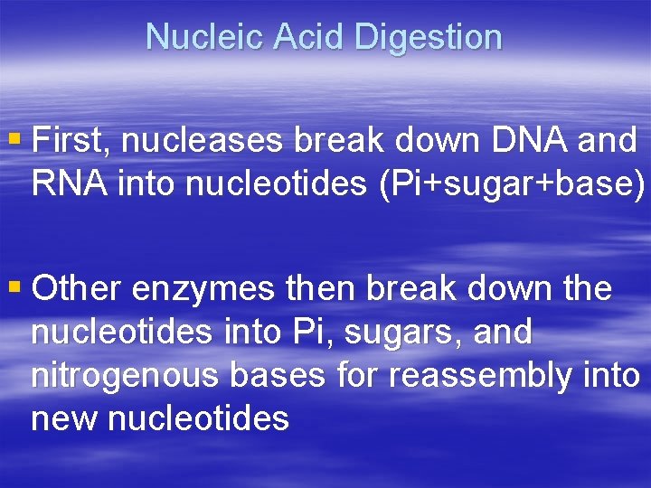 Nucleic Acid Digestion § First, nucleases break down DNA and RNA into nucleotides (Pi+sugar+base)