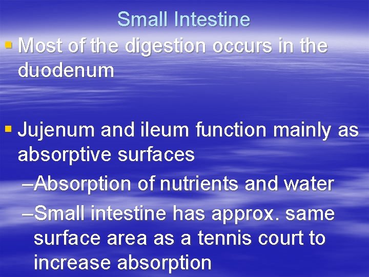 Small Intestine § Most of the digestion occurs in the duodenum § Jujenum and