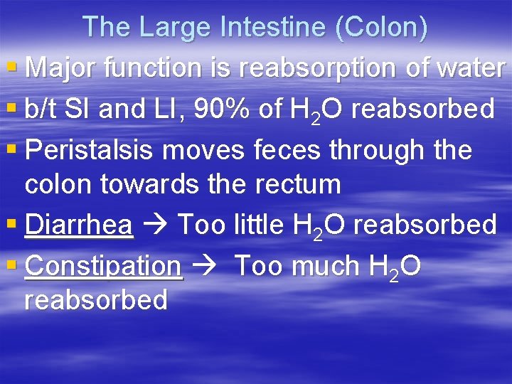 The Large Intestine (Colon) § Major function is reabsorption of water § b/t SI