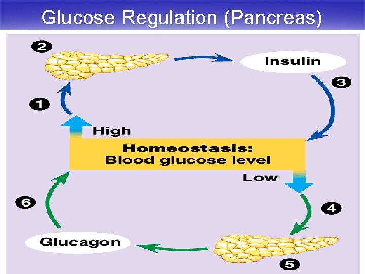 Glucose Regulation (Pancreas) 