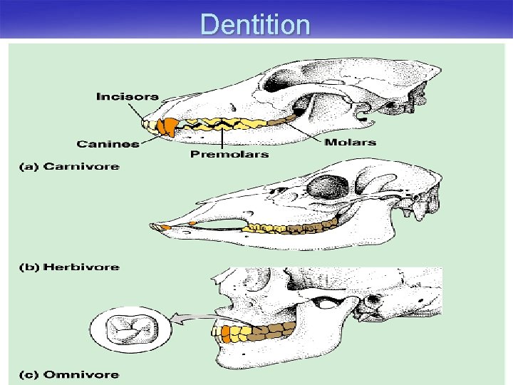 Dentition 