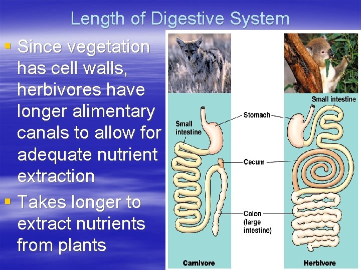 Length of Digestive System § Since vegetation has cell walls, herbivores have longer alimentary