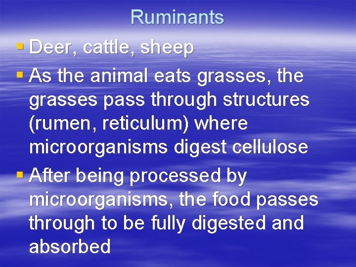 Ruminants § Deer, cattle, sheep § As the animal eats grasses, the grasses pass