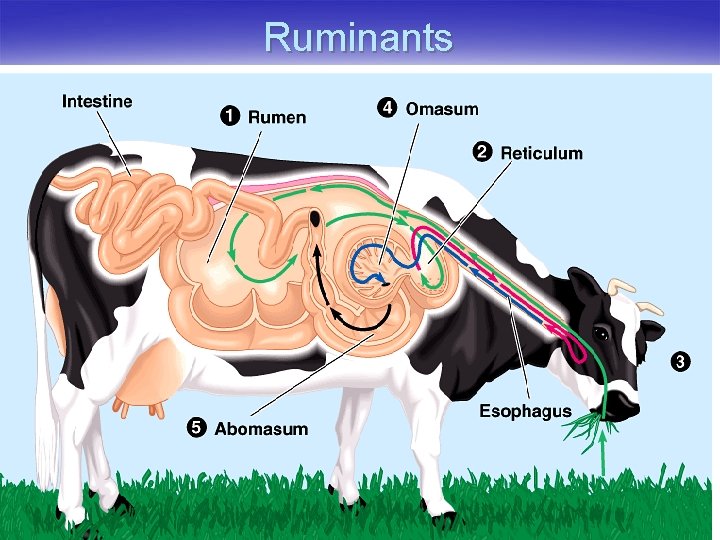 Ruminants 