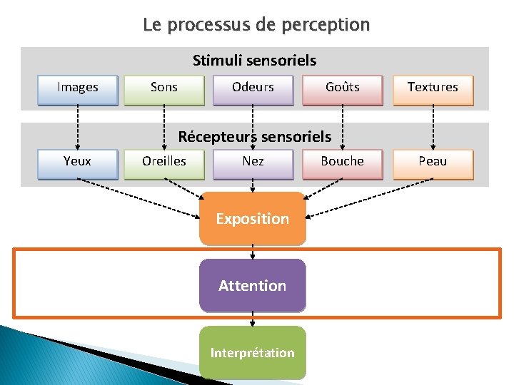 Le processus de perception Stimuli sensoriels Images Sons Odeurs Goûts Textures Récepteurs sensoriels Yeux