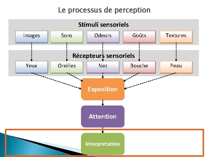 Le processus de perception Stimuli sensoriels Images Sons Odeurs Goûts Textures Récepteurs sensoriels Yeux