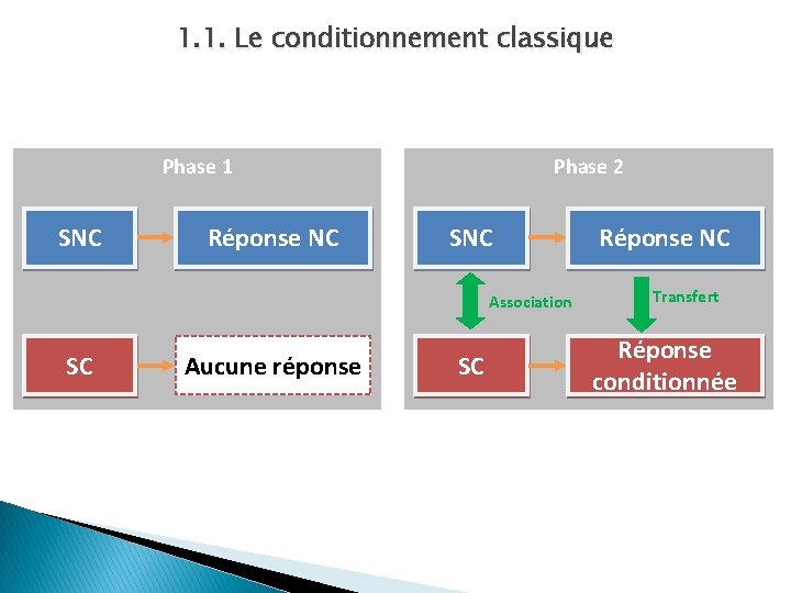 1. 1. Le conditionnement classique Phase 1 SNC Réponse NC Phase 2 SNC Association