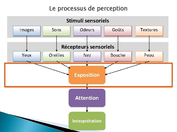 Le processus de perception Stimuli sensoriels Images Sons Odeurs Goûts Textures Récepteurs sensoriels Yeux