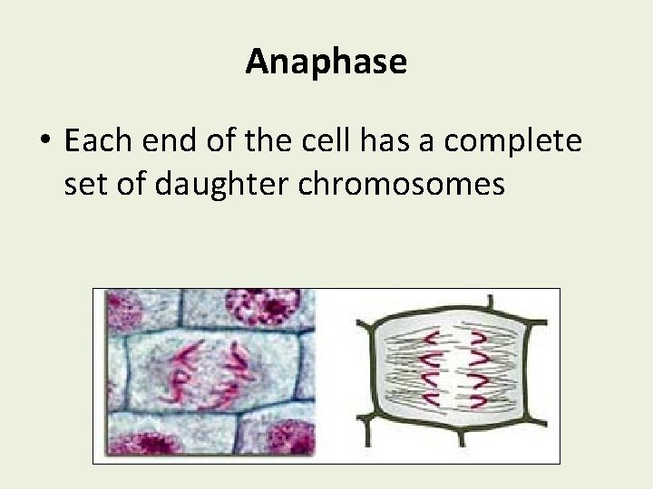 Anaphase • Each end of the cell has a complete set of daughter chromosomes