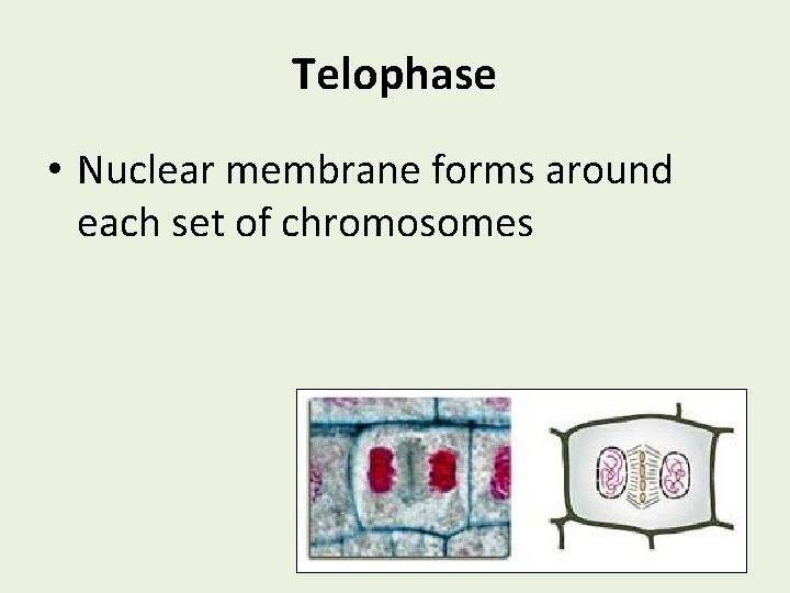Telophase • Nuclear membrane forms around each set of chromosomes 