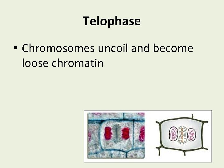 Telophase • Chromosomes uncoil and become loose chromatin 