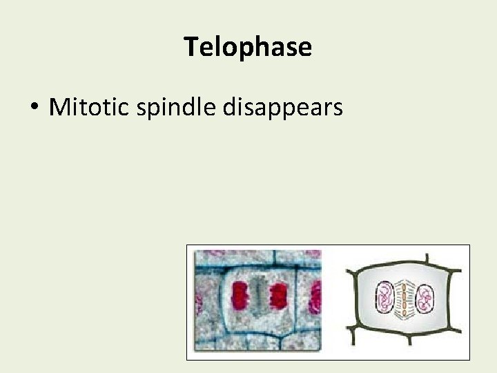 Telophase • Mitotic spindle disappears 