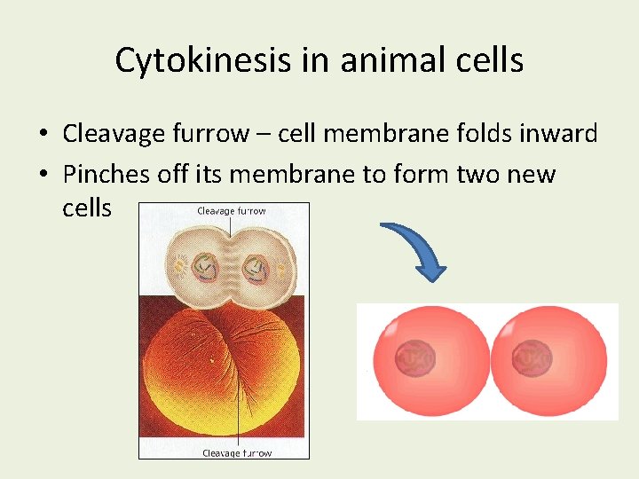 Cytokinesis in animal cells • Cleavage furrow – cell membrane folds inward • Pinches