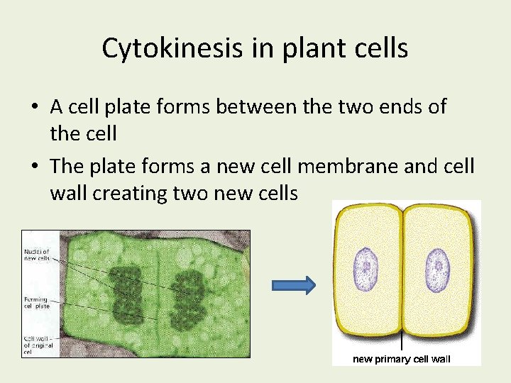 Cytokinesis in plant cells • A cell plate forms between the two ends of