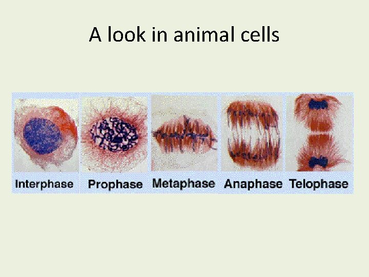 A look in animal cells 