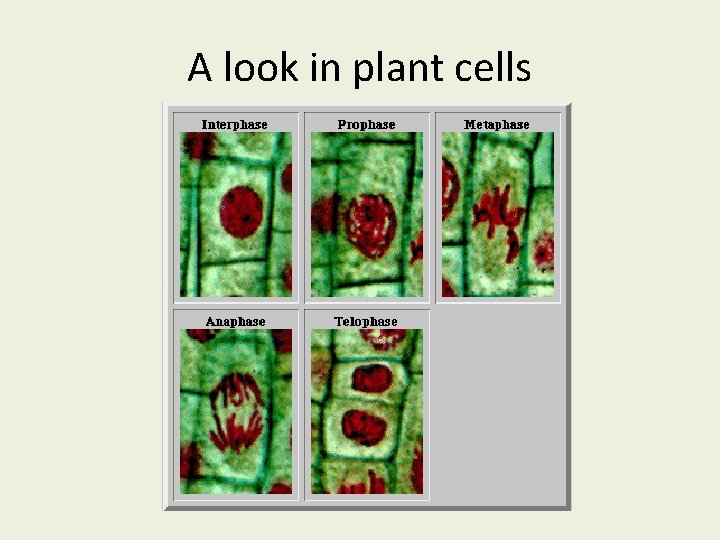 A look in plant cells 