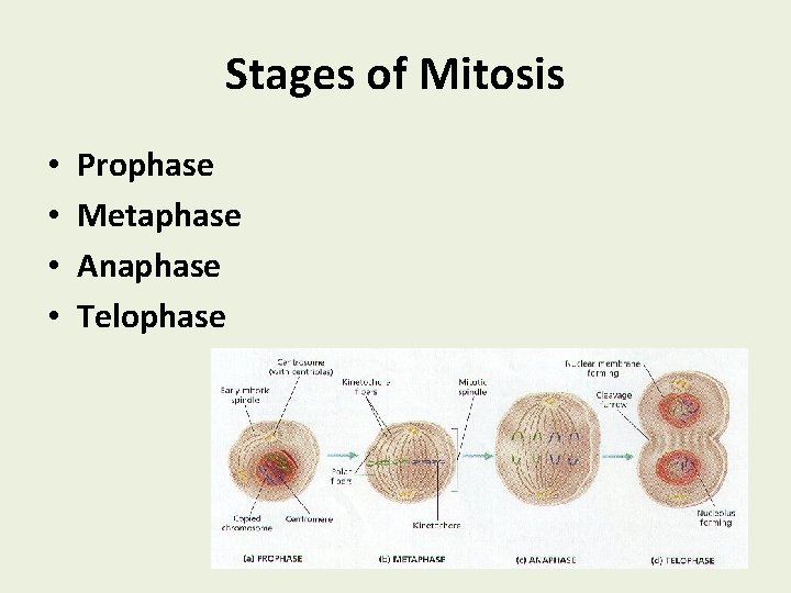 Stages of Mitosis • • Prophase Metaphase Anaphase Telophase 