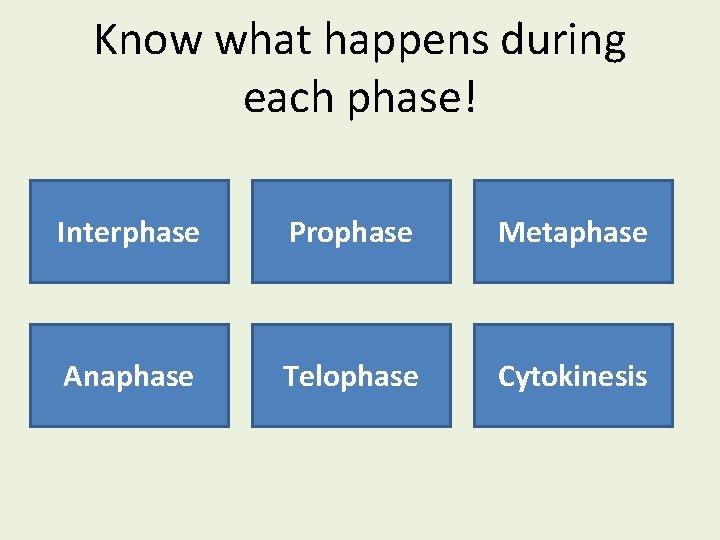 Know what happens during each phase! Interphase Prophase Metaphase Anaphase Telophase Cytokinesis 