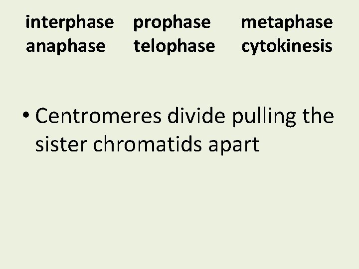 interphase prophase anaphase telophase metaphase cytokinesis • Centromeres divide pulling the sister chromatids apart