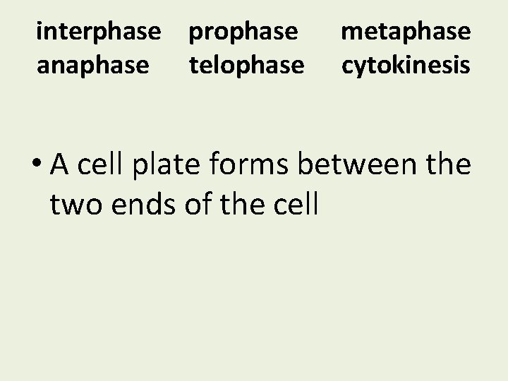 interphase prophase anaphase telophase metaphase cytokinesis • A cell plate forms between the two